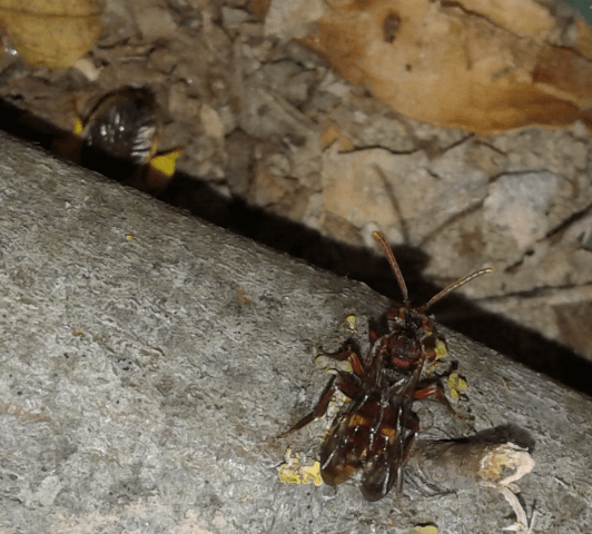 Nomada sp. e ape solitaria